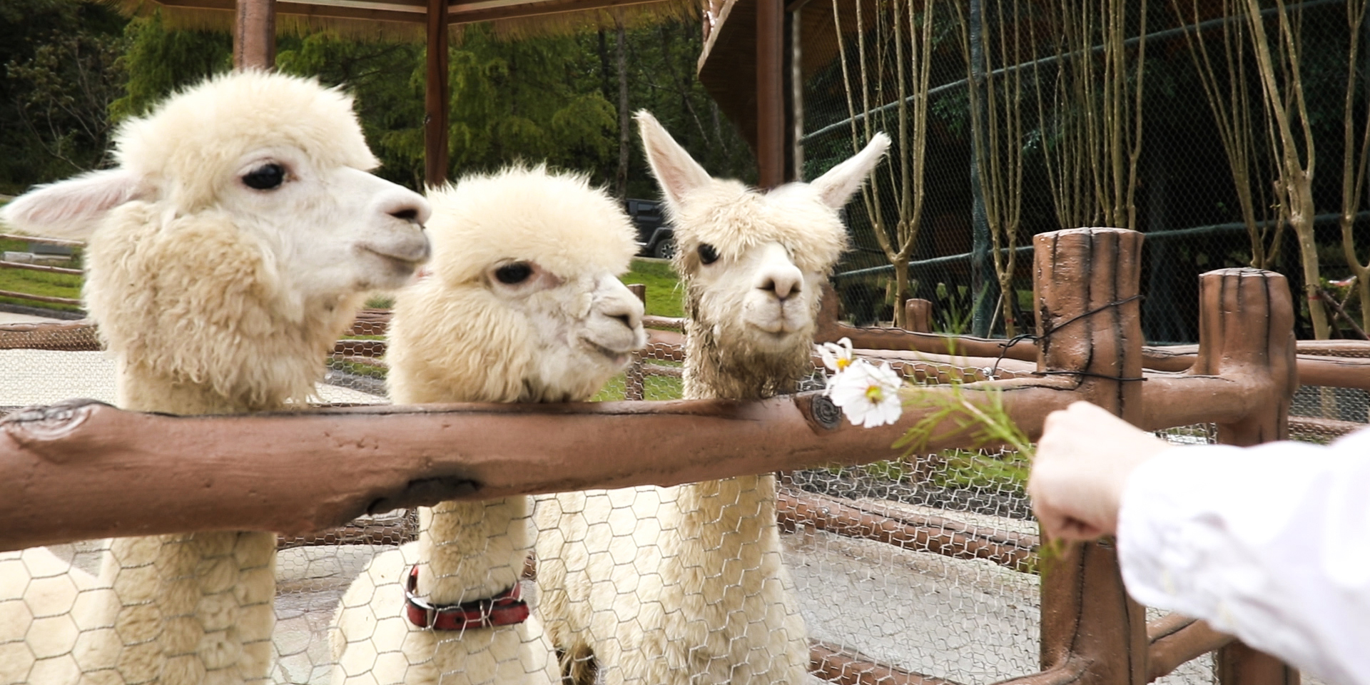 -浙江鵬鳴游樂設備有限公司