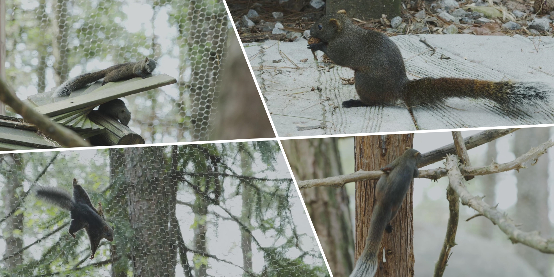 -浙江鵬鳴游樂(lè)設(shè)備有限公司