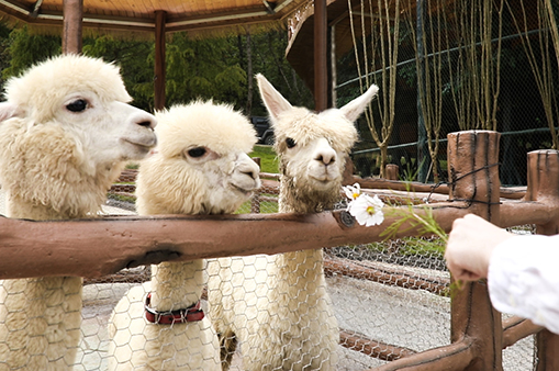 萌寵樂園-浙江鵬鳴游樂設備有限公司